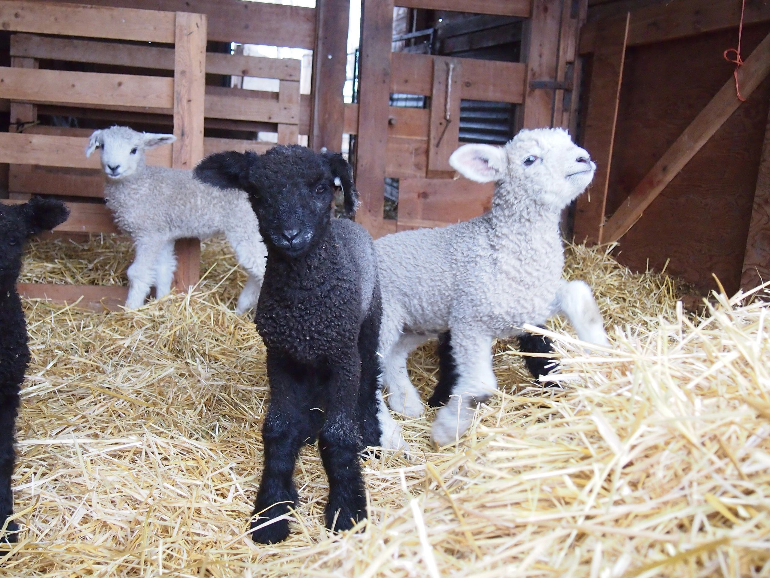 Child in wool hat with goat in barn