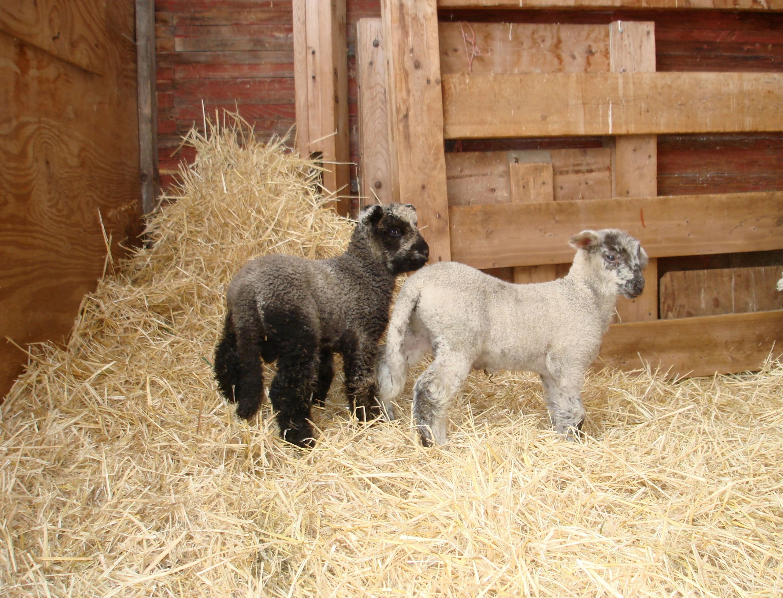 Sheep and lambs in a Montana barn